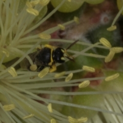 Hylaeus (Gnathoprosopis) euxanthus at Evatt, ACT - 7 Nov 2023