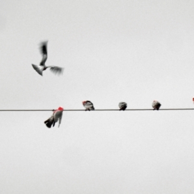 Eolophus roseicapilla (Galah) at Avoca, QLD - 16 Dec 2023 by Gaylesp8