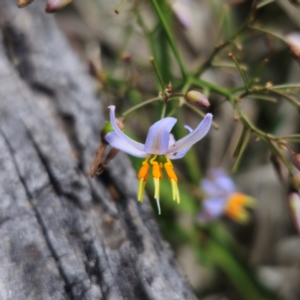 Dianella caerulea at QPRC LGA - 13 Jan 2024 03:42 PM