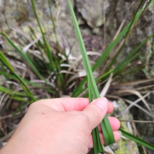 Dianella caerulea at QPRC LGA - 13 Jan 2024 03:42 PM