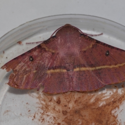 Oenochroma vinaria (Pink-bellied Moth, Hakea Wine Moth) at Higgins, ACT - 15 Nov 2023 by AlisonMilton