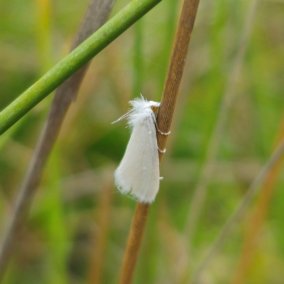 Tipanaea patulella (A Crambid moth) at QPRC LGA - 13 Jan 2024 by Csteele4