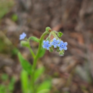 Cynoglossum australe at QPRC LGA - 13 Jan 2024 03:24 PM