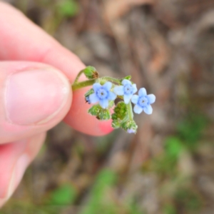 Cynoglossum australe at QPRC LGA - 13 Jan 2024 03:24 PM