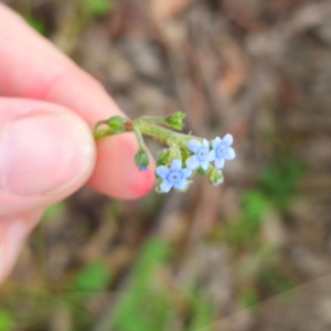 Cynoglossum australe at QPRC LGA - 13 Jan 2024 03:24 PM