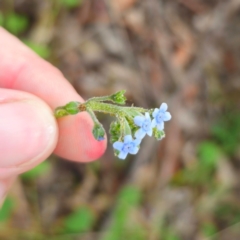 Cynoglossum australe at QPRC LGA - 13 Jan 2024 03:24 PM