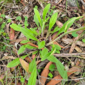 Cynoglossum australe at QPRC LGA - 13 Jan 2024 03:24 PM