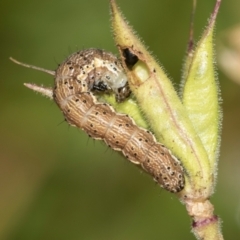 Helicoverpa (genus) (A bollworm) at Higgins, ACT - 1 Dec 2023 by AlisonMilton