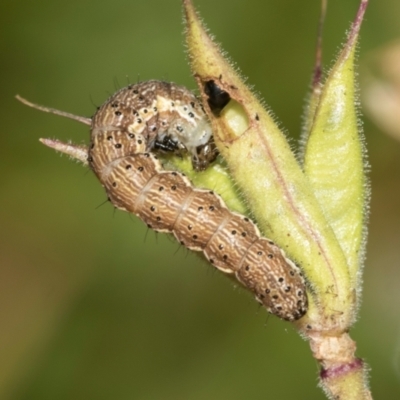 Helicoverpa (genus) (A bollworm) at Higgins, ACT - 2 Dec 2023 by AlisonMilton