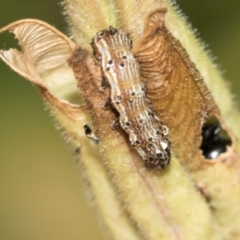 Helicoverpa (genus) at Higgins, ACT - 2 Dec 2023