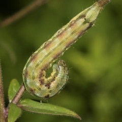 Helicoverpa (genus) (A bollworm) at Higgins, ACT - 2 Dec 2023 by AlisonMilton