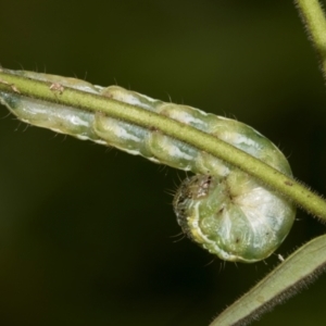 Helicoverpa (genus) at Higgins, ACT - 2 Dec 2023 08:42 AM