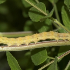 Helicoverpa punctigera (Native Budworm) at Higgins, ACT - 2 Dec 2023 by AlisonMilton