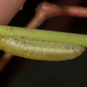 Paropsisterna sp. (genus) at Croke Place Grassland (CPG) - 7 Nov 2023