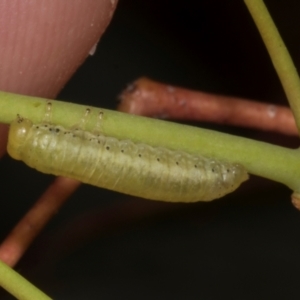 Paropsisterna sp. (genus) at Croke Place Grassland (CPG) - 7 Nov 2023 10:50 AM