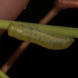 Paropsisterna sp. (genus) at Croke Place Grassland (CPG) - 7 Nov 2023