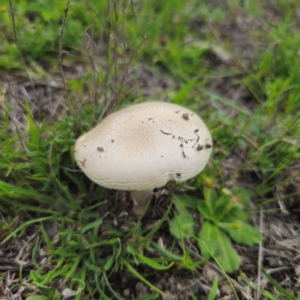 Amanita sp. at QPRC LGA - 13 Jan 2024