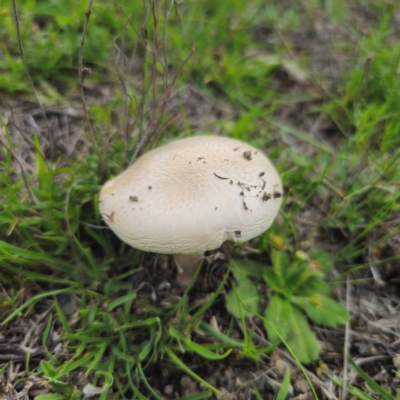 Amanita sp. (Amanita sp.) at QPRC LGA - 13 Jan 2024 by Csteele4