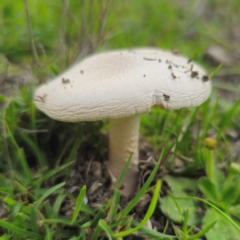 Amanita sp. at QPRC LGA - 13 Jan 2024