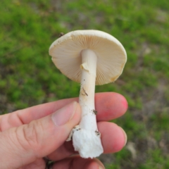 Amanita sp. at QPRC LGA - 13 Jan 2024