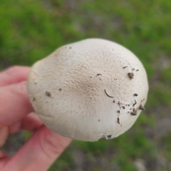 Amanita sp. at QPRC LGA - 13 Jan 2024