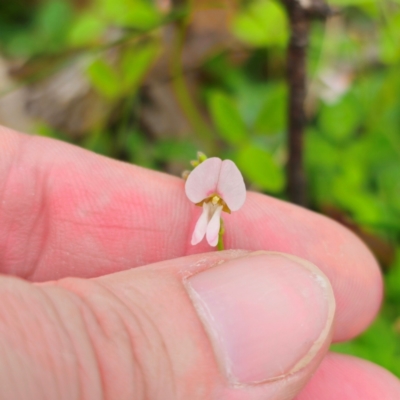 Grona varians (Slender Tick-Trefoil) at QPRC LGA - 13 Jan 2024 by Csteele4