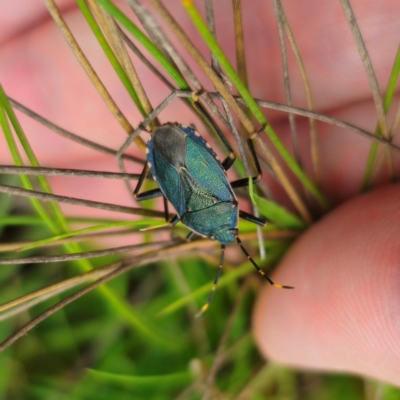 Notius depressus (Shield bug) at QPRC LGA - 13 Jan 2024 by Csteele4