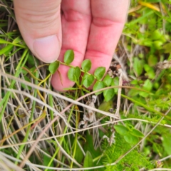 Lobelia pedunculata at QPRC LGA - 13 Jan 2024