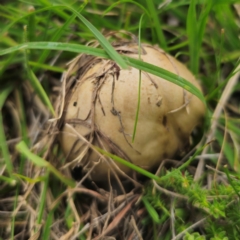 Amanita sp. (Amanita sp.) at Captains Flat, NSW - 13 Jan 2024 by Csteele4