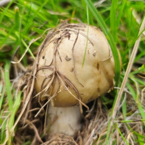 Amanita sp. at QPRC LGA - 13 Jan 2024