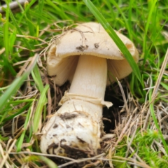 Amanita sp. at QPRC LGA - 13 Jan 2024 03:05 PM