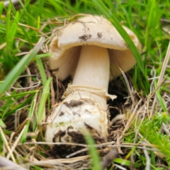 Amanita sp. at QPRC LGA - 13 Jan 2024 03:05 PM