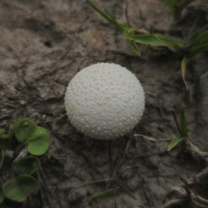 Lycoperdon sp. at QPRC LGA - 13 Jan 2024 02:57 PM