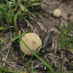 Lycoperdon sp. at QPRC LGA - 13 Jan 2024 02:57 PM