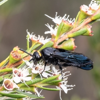 Scolia (Discolia) verticalis (Yellow-headed hairy flower wasp) at Block 402 - 11 Jan 2024 by Roger