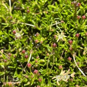 Myriophyllum lophatum at Bago State Forest - 12 Jan 2024