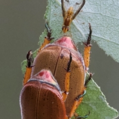 Anoplognathus porosus (Porosus Christmas beetle) at Hackett, ACT - 13 Jan 2024 by Pirom