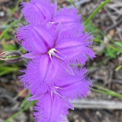 Thysanotus tuberosus subsp. tuberosus (Common Fringe-lily) at Mallacoota, VIC - 7 Dec 2023 by Tapirlord