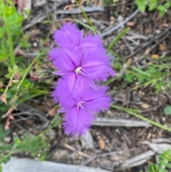 Thysanotus tuberosus subsp. tuberosus at Mallacoota, VIC - 8 Dec 2023 08:39 AM