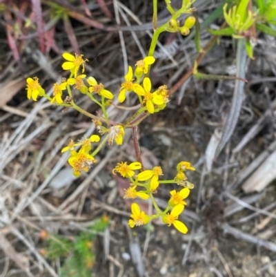 Senecio linearifolius var. denticulatus (Toothed Fireweed Groundsel) at Mallacoota, VIC - 7 Dec 2023 by Tapirlord