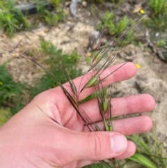 Themeda triandra (Kangaroo Grass) at Mallacoota, VIC - 7 Dec 2023 by Tapirlord