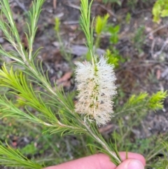 Melaleuca armillaris subsp. armillaris (Giant Honey-myrtle) at Croajingolong National Park - 8 Dec 2023 by Tapirlord
