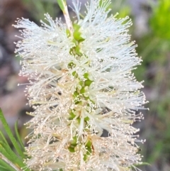 Melaleuca armillaris subsp. armillaris at Croajingolong National Park - 8 Dec 2023 08:26 AM