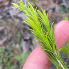 Melaleuca armillaris subsp. armillaris at Croajingolong National Park - 8 Dec 2023 08:26 AM