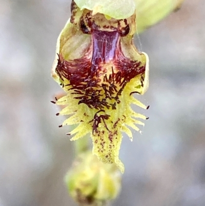 Calochilus herbaceus (Pale Beard Orchid) at Croajingolong National Park - 7 Dec 2023 by Tapirlord