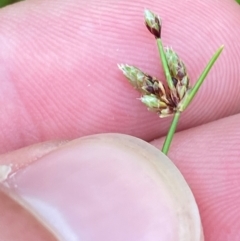 Isolepis (genus) (Club-rush) at Croajingolong National Park - 8 Dec 2023 by Tapirlord