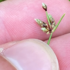 Isolepis levynsiana (Tiny Flat-sedge) at Croajingolong National Park - 7 Dec 2023 by Tapirlord