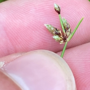Isolepis (genus) at Croajingolong National Park - 8 Dec 2023 07:54 AM