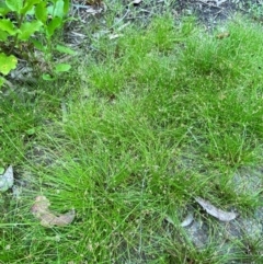 Isolepis (genus) at Croajingolong National Park - 8 Dec 2023 07:54 AM