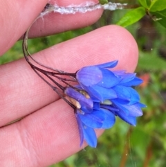 Billardiera fusiformis (Australian Bluebell) at Croajingolong National Park - 8 Dec 2023 by Tapirlord